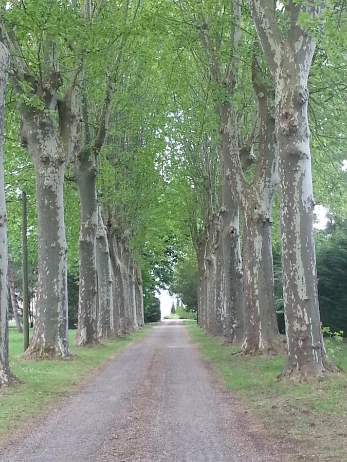 Orangerie Du Chateau Marith - Domaine Avec Piscine